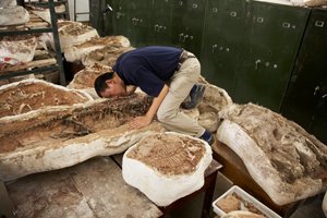 Xing Xu und Kollegen untersuchen Exemplare am Institut für Wirbeltierpaläontologie und Paläoanthropologie in Xiaotangshan, Nord-Peking, China