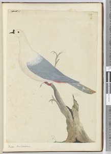 F.11 Taube, Neukaledonien, 1772-75 von Isaac Smith