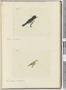 F.13 Fächerschwanz, Neuseeland  F.14 Kleiner Fächerschwanz, Neuseeland, 1772-75 von Isaac Smith