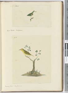 F.15 Kleiner Fächerschwanz, Neuseeland  F.16 Spottdrossel, Neuseeland, 1772-75
