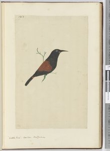 F.18 Lappenstar, Kuckuck, Neuseeland, 1772-75 von Isaac Smith