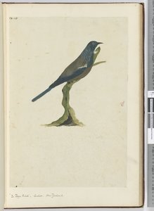 F.20 Der Poya-Vogel, Kuckuck, Neuseeland, 1772-75