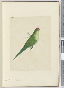 F.2 Grüner Sittich, Neuseeland, 1772-75 von Isaac Smith