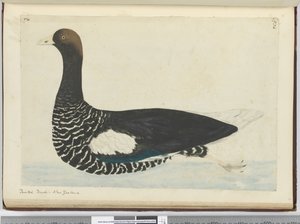 Gemalter Enten. Neuseeland, 1772-75