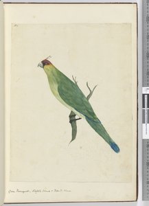 F.3 Grüner Sittich, Norfolk Island & Freundliche Inseln, 1772-75