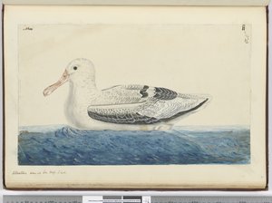 Albatros. Gesehen auf See in hohen südlichen Breiten, 1772-75
