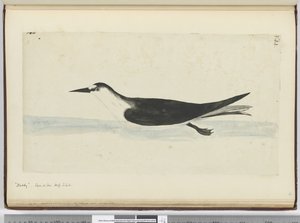 Noddy. Gesehen auf See in hohen südlichen Breiten, 1772-75