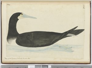 Kormoran aus Neuseeland, der seine Nester in Bäumen baut, 1772-75