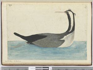 Haubenkormoran. Neuseeland, 1772-75