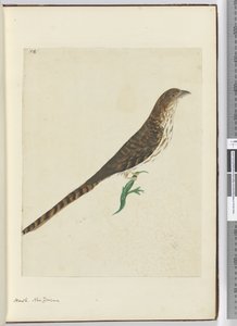 F.4 Falke, Neuseeland, 1772-75 von Isaac Smith