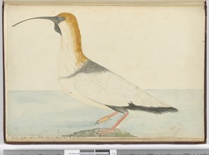 Ein neuer Brachvogel. Gesehen auf Staten Island, Feuerland, Jan. 1774, 1772-75 von Isaac Smith