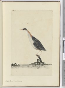 F.7 Kleiner Regenpfeifer, Neuseeland, 1772-75