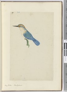 F.9 Eisvogel, Neuseeland, 1772-75 von Isaac Smith