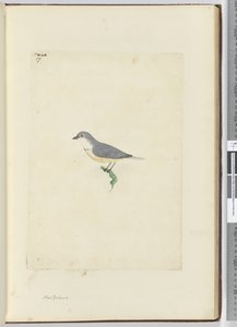 F.17 Unidentifizierter neuseeländischer Vogel, 1772-75 von Isaac Smith