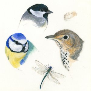 Studie von Vögeln und einer Libelle
