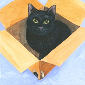 Katze in der Kiste