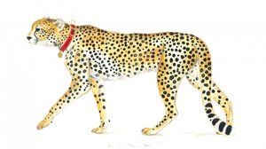 Anmutiger Spaziergang eines Geparden