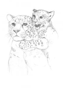 Leoparden