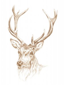 Porträt eines majestätischen Hirsches