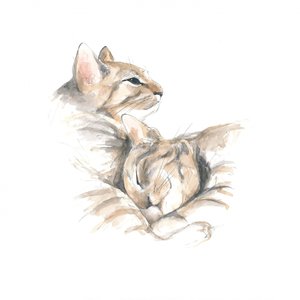 Entspannte Katzen