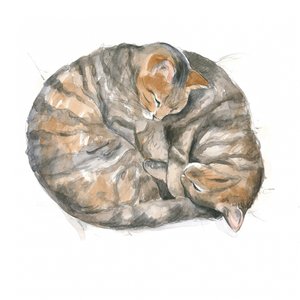 Runde Katzen