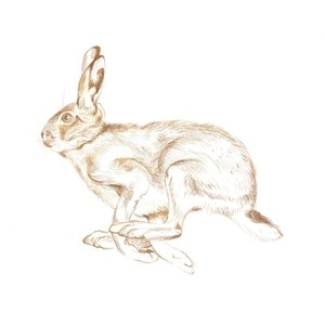 Laufender wilder Hase