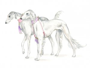 Saluki-Hunde mit zierlichen Halsbändern