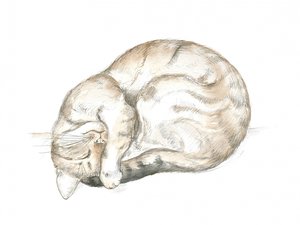 Schlafende getigerte Katze