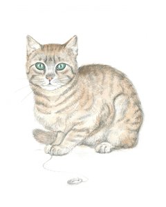 Getigerte Katze und Knopf