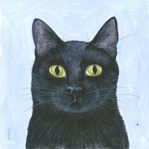 Das Schnurrhaar der Katze