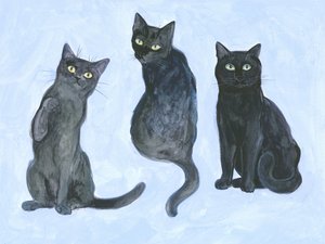 Studie dreier Katzen