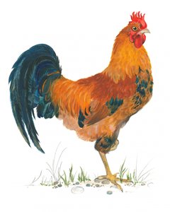 Lebhafte Hahnszene