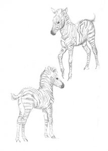 Zebrafohlen