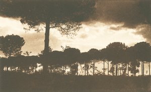 Ravenna, La Pineta di Classe
