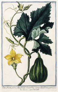 Ein Kürbis, 1772-1784