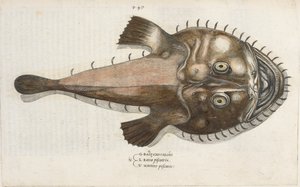 Krötenfisch, Illustration aus 
