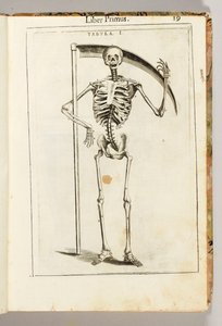 Ein Skelett, das eine Sense hält im Stil eines Sensenmannes, aus "De Anatome Corporis Humani Libri VII" von Guido Guidi