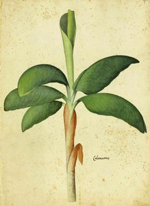 Acorus calamus von Ulisse Aldrovandi