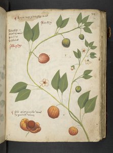 Ein Kräuterbuch, Belluno