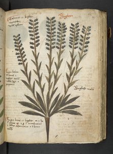 Ein Kräuterbuch, Belluno