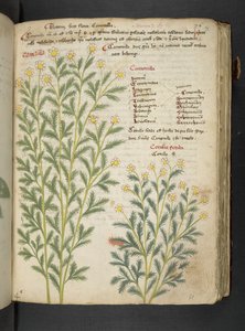 Ein Kräuterbuch, Belluno von Italian School