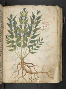 Ein Kräuterbuch, Belluno