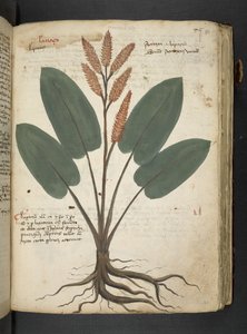 Ein Kräuterbuch, Belluno