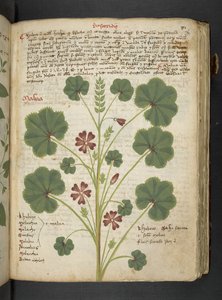 Ein Kräuterbuch, Belluno von Italian School