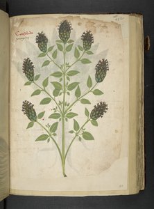 Consolida, aus Ein Kräuterbuch, Belluno