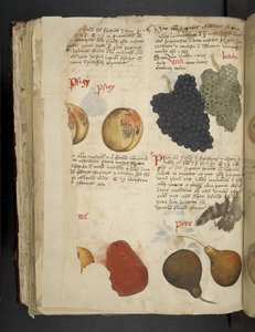 Früchte, aus Ein Kräuterbuch, Belluno