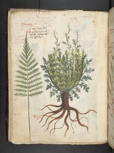 Ein Kräuterbuch, Belluno