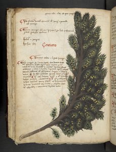 Ein Kräuterbuch, Belluno von Italian School