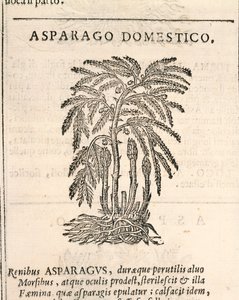 Spargel (Asparagus officinalis), Gravur von Castore Durante von Italian School