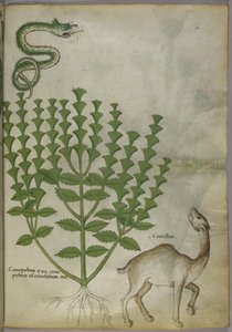 Botanische Illustration einer Pflanze, einer Schlange und eines Kamels, ca. 1440